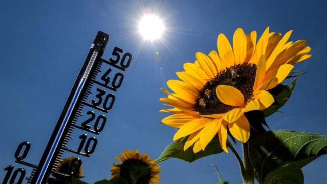 la-primera-ola-de-calor Ola de calor