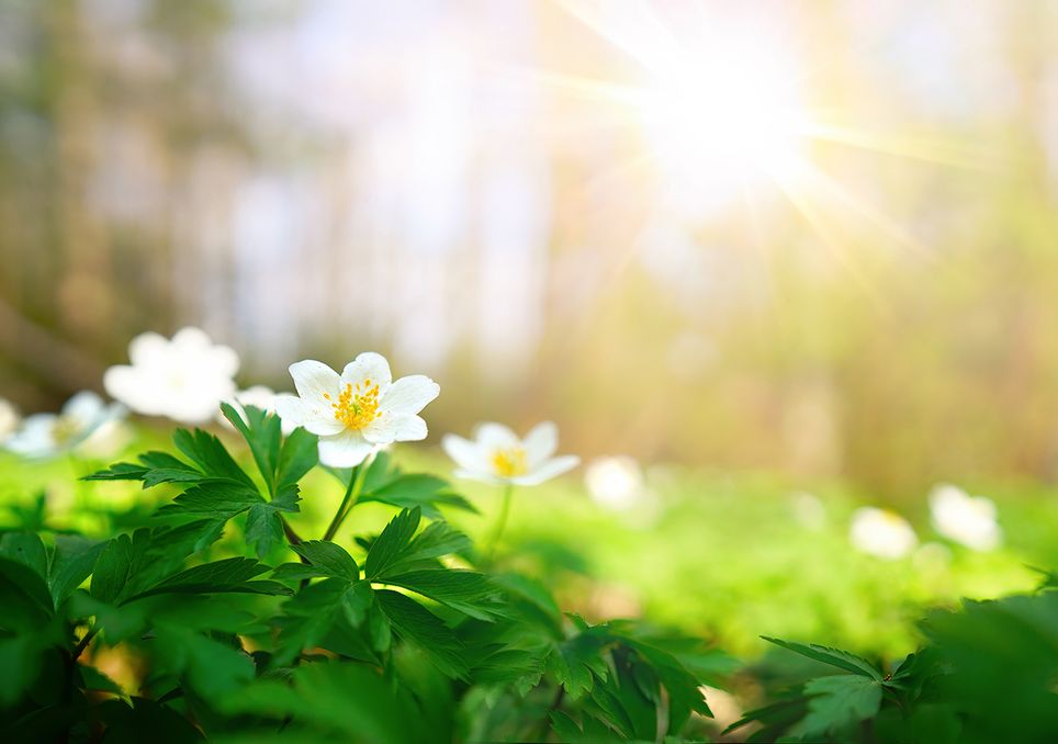 Primavera y alergias