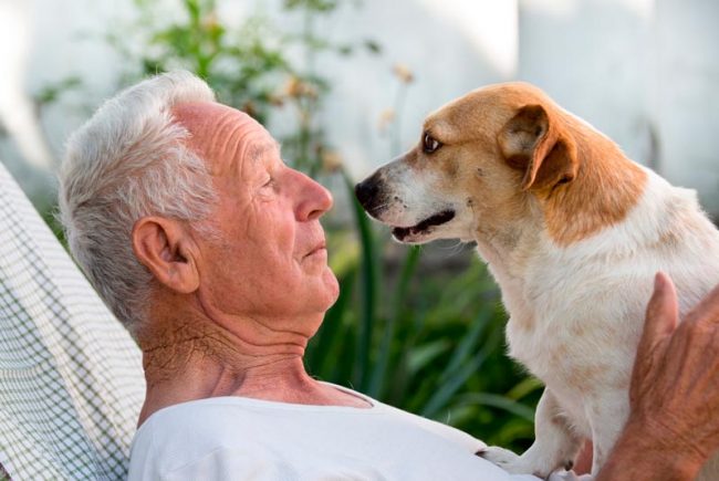perros-ancianos animales de compañía