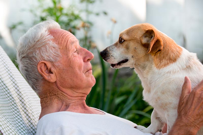 perros-ancianos animales de compañía