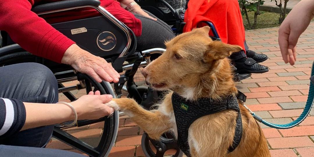 174412087_4238335209567805_3196508200024787444_n perros para personas mayores