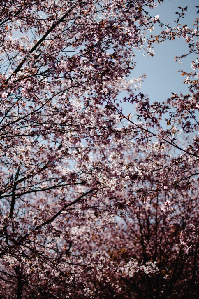 Qué hacer en Cáceres en primavera - Ciudad Jardín